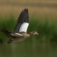 2.2.14B 故事解读《惊弓之鸟》