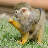 2.1.8A 故事《小猴子下山》