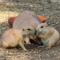 2.2.15 故事《田鼠找女婿》