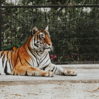 1.2.22B 《两只老虎》