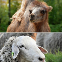 2.2.5A 故事《骆驼和羊》