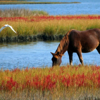 2.2.6A 故事《小马过河》