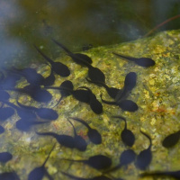 2.1.14B 故事解读《小蝌蚪找妈妈》