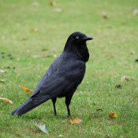 1.3.10B 故事解读《乌鸦喝水》