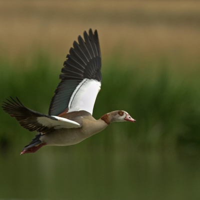 Learning Chinese Through Stories