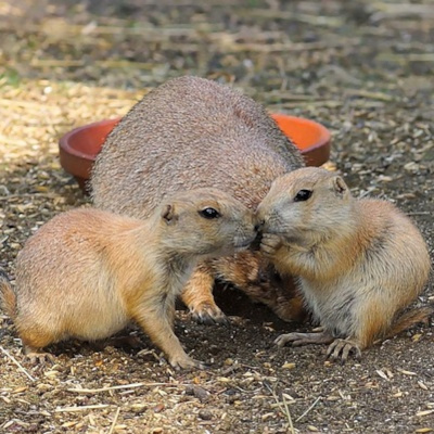 Learning Chinese Through Stories