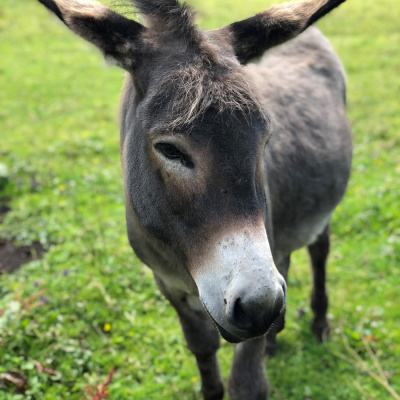 Learning Chinese Through Stories