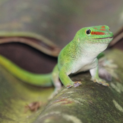 Learning Chinese Through Stories