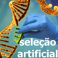 Episódio 12 - Seleção Artificial 