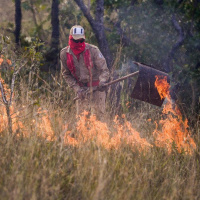 Operação “Abafa Amazônia”