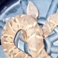 Jararaca de 1,5 metros é encontrada em comércio