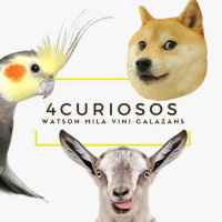 Pets com Davi Simões #12