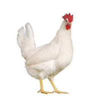 PdJ #6 - Manifestações, monarquia e... galinhas