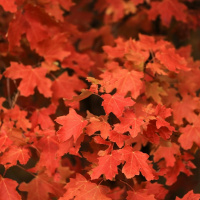 The Opposite Of Faith Is Ingratitude