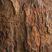 On Further Reflection - Jean Vanier Story