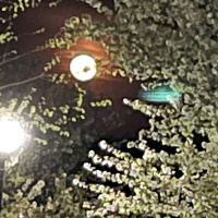 BBFLY Mass Incarceration Show