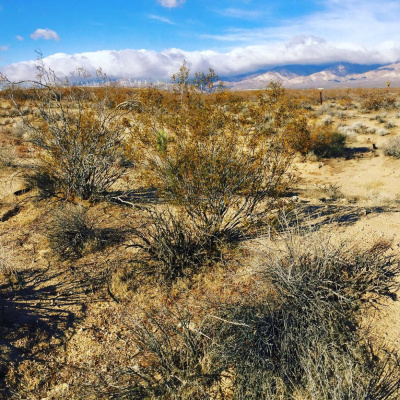 Lessons From The Book Of Daniel