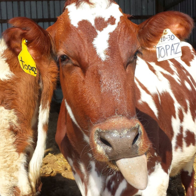 Evidence-based Eating