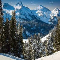 How Climate Warming is Affecting Certain Tree Species