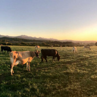 Chris Lowry on how growing up with pets may boost mental health.