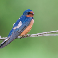 Barn Swallows and Art