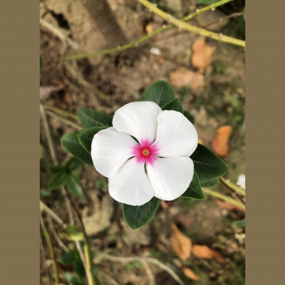 Grain De Sel/poivre ?