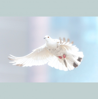 Grain De Sel/poivre ?