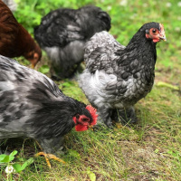 Food Self-Sufficiency: Livestock  Food Storage