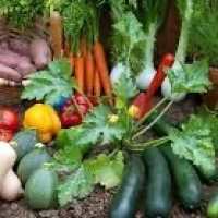 Its Time To Plant Like a Boomer