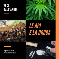 Le api e la droga