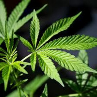 HISTORY OF WEED IN NEPAL | नेपाली गाँजाको इतिहास |