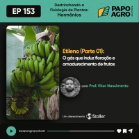 PA153 - Destrinchando a Fisiologia de Plantas - Etileno, o gás que induz floração e amadurecimento de frutos