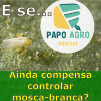 PA33 - E se... Ainda compensa controlar mosca-branca?
