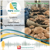 PA67 - Outras culturas: Cogumelos comestiveis