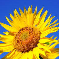 A PROPRIEDADE DE SI MESMO