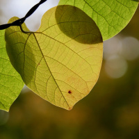 A MEDIUNIDADE E O ESPIRITISMO