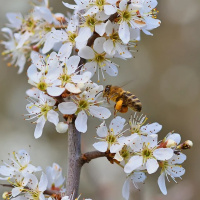 SEMENTEIRA E CONSTRUÇÃO