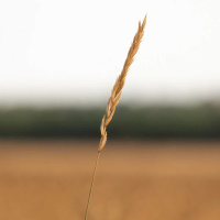 BONDADE, EVANGELHO E SABEDORIA NO DIA A DIA