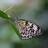 EU SOU UM ESPÍRITO E USO UM PERISPÍRITO