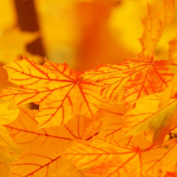 ÂNIMA E ANIMUS, COMO APLICAR NA VIDA PRÁTICA