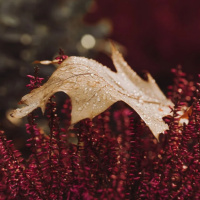 TRATAMENTO DAS OBSESSÕES