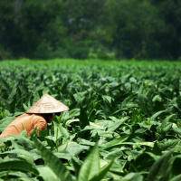 TRABALHANDO COM O DIVINO