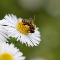A EXCELÊNCIA DO AMOR