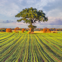 O AMOR COMO FORÇA PROPULSORA DA VIDA