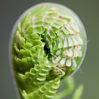 GRATIDÃO NO DIA A DIA