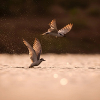 A INTEGRAÇÃO DE HABILIDADES EVOLUTIVAS