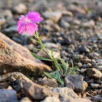REENCARNAÇÃO E PREDISPOSIÇÃO