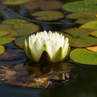 RETRIBUIR O MAL COM BEM