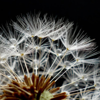 JESUS O INTÉRPRETE DE DEUS