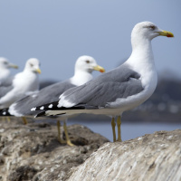 A FAMÍLIA INCONSCIENTEMENTE DESEJADA (EXPECTATIVA)
